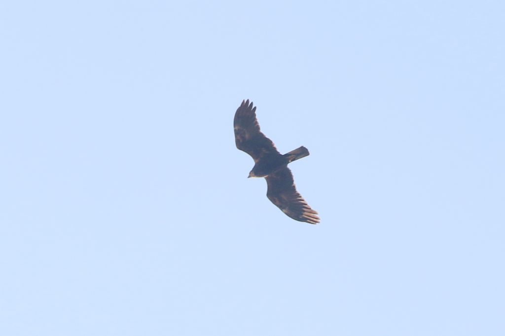 Identificazione rapace